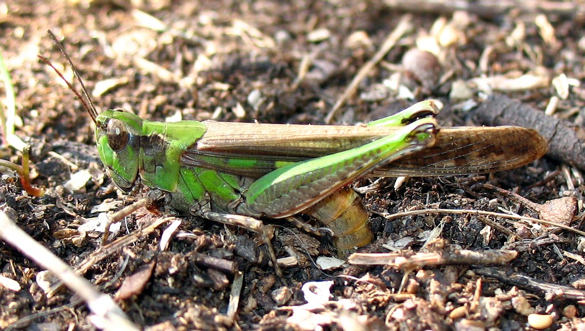 Aiolopus thalassinus in ovideposizione